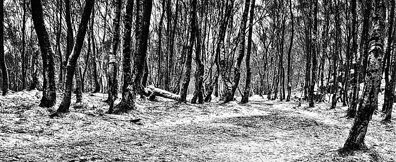 birch