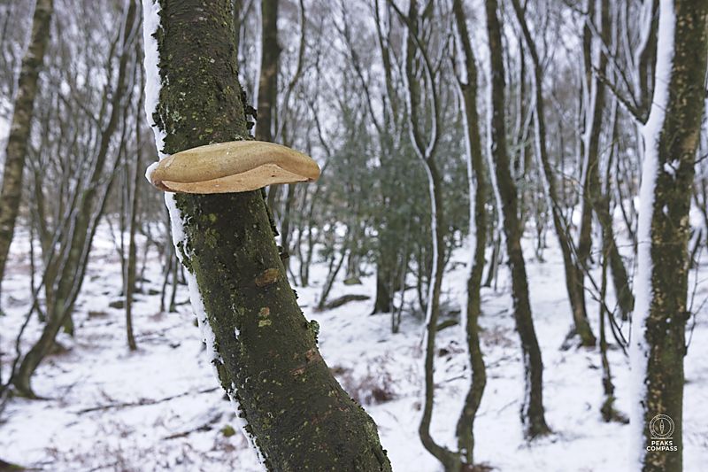 bracket fungus