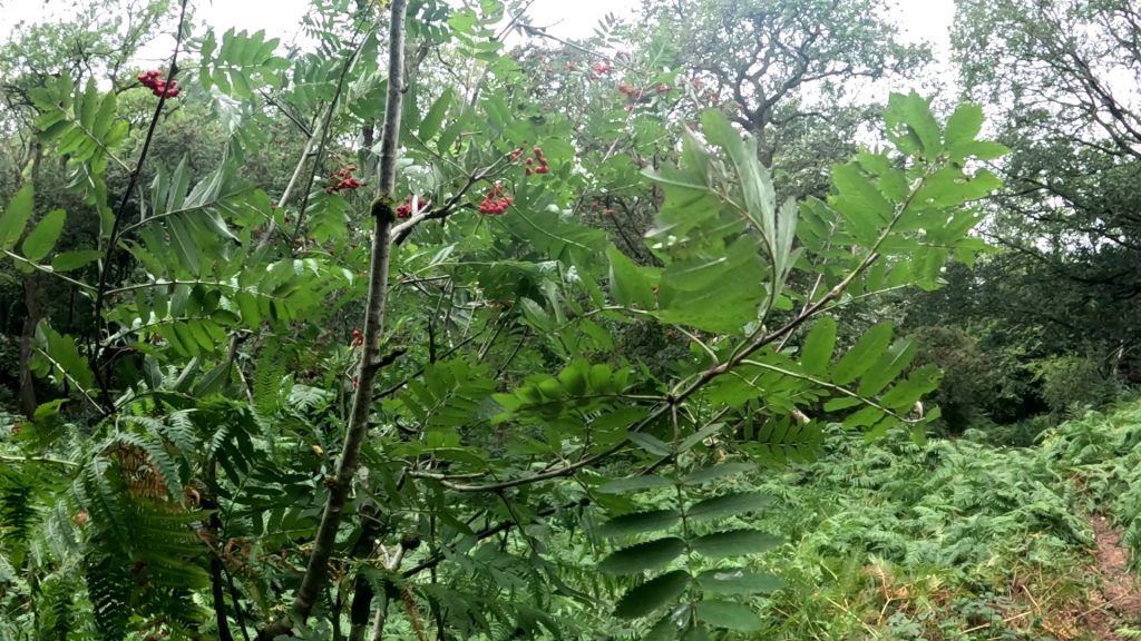 Rowan Tree