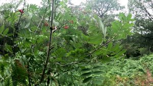 Rowan Tree