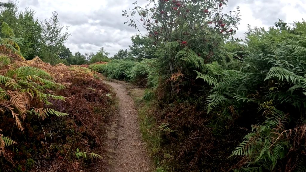 Rowan - Mountain Ash